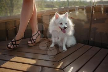 white spitz for a walk. Cute fluffy puppy of the German Spitz Pomeranian plays for a walk in nature.