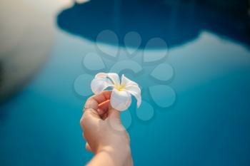 Closeup of unknown woman holding a fragrant Frangipani flower in the pool. idea and concept of vacation and summer