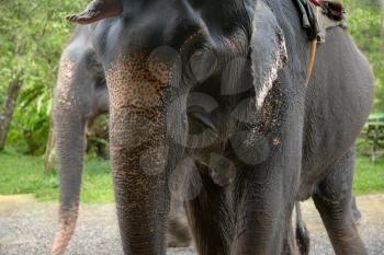 The hard work of Thai elephants, sad eyes. Elephant farms are very popular among tourists Beautiful green jungle after the rain. Asian natural scenery.