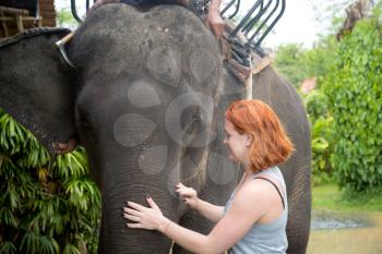 Red-haired girl stroking an elephant. After walking through the jungle. Beautiful green jungle after the rain. Asian natural scenery.