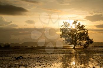 Sunset scene when low tide time with mangrove forest in frame and silhouette picture. Thailand, Krabi Province