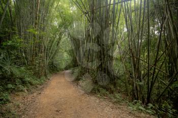 Bamboo forest in the national park of Thailand. Kao Sok.