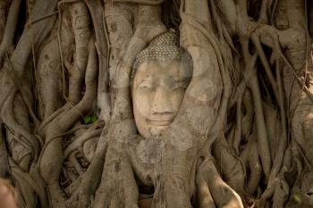 Old Beautiful Thai Temple wat Mahathat, Ayutthaya Historical Park, Ayutthaya, Thailand. Buddha head overgrown by fig tree in Wat Mahathat.