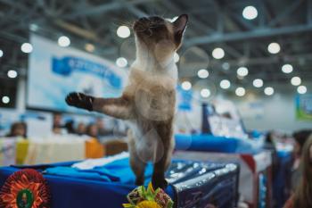 Cat show. Kitten looks into the camera. Cat breed. Pets. Kitten with a big mustache. Exhibition or fair cats