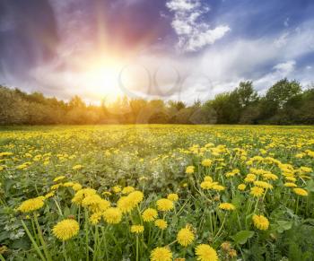 Field with yellow dandelions and blue sky. The concept and idea of spring, harmony and relaxation. Bright sun flare in the sky