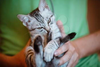 Close up of cute kitten in man's hands. man holding a cat closely to the camera. Indoor. Adorable kitty