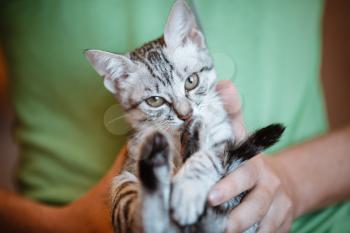 Close up of cute kitten in man's hands. man holding a cat closely to the camera. Indoor. Adorable kitty