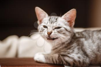 The cat lying on house with nice background color. Sleeping cat in home on a blur light background. Cats rest after eating.