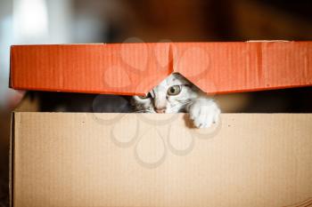 Cute grey small cat in cardboard box. Portrait of a funny kitty looking out of the box. time for play and entertainment