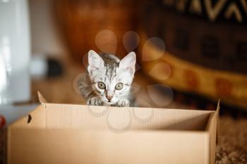 Cute grey small cat in cardboard box. Portrait of a funny kitty looking out of the box. time for play and entertainment