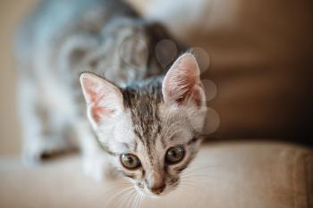 One month old and cute silver tabby of an American Shorthair kitten is looking at something specious with a little of sunshine