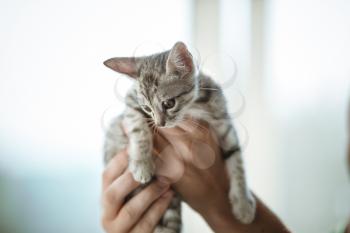 little cute home gray striped kitten in hand. Cute little kitten with owner at home, closeup. Very cute and funny emotions kitty
