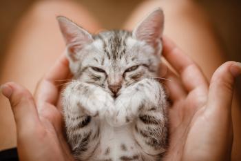 little cute home gray striped kitten in hand. Cute little kitten with owner at home, closeup. Very cute and funny emotions kitty