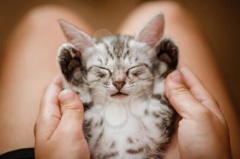 little cute home gray striped kitten in hand. Cute little kitten with owner at home, closeup. Very cute and funny emotions kitty. Cats rest after eating.