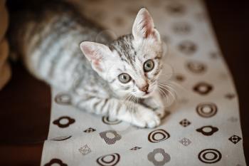 Curious gray kitten. Little cat at home. Small pet. looking curiously