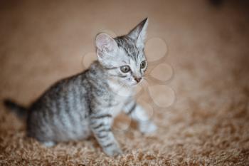 Curious gray kitten. Little cat at home. Small pet.