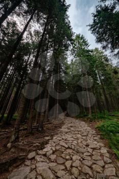 stone road in a coniferous forest in the mountains. Path in deep pine forest. Tatra mountains. Poland. ourney through the Carpathian forests and mountains