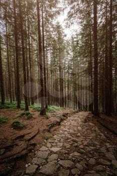 stone road in a coniferous forest in the mountains. Path in deep pine forest. Tatra mountains. Poland. ourney through the Carpathian forests and mountains