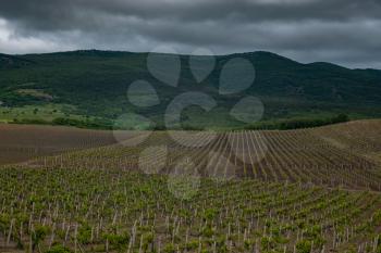 green spring vineyards landscape and vines in cloudy weather. royal vineyard