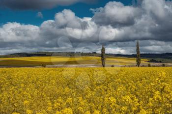 Field of rapeseed, canola or colza. Rapeseed is plant for green energy and green industry, golden flowering field. Landscape with rapeseed field and blue sky selective focus
