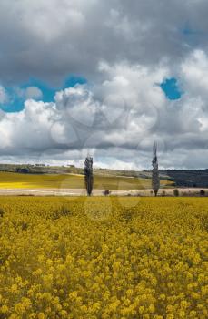 Field of rapeseed, canola or colza. Rapeseed is plant for green energy and green industry, golden flowering field. Landscape with rapeseed field and blue sky selective focus