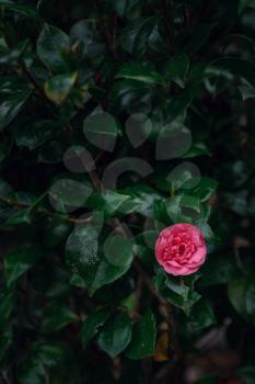 Beautiful alone pink rose on a background of green foliage. The concept of spring and freshness
