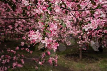 Pink flowers of Apple trees in the spring in Kolomenskoye Park in Moscow. The picturesque garden. Beautiful Park.