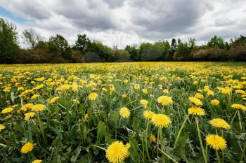 Apples and dandelions in Kolomenskoye Park in Moscow. Meadow with blooming yellow dandelions in cloudy day