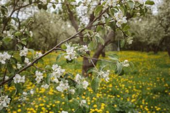 flowering apple trees among a field of dandelions. Kolomenskoye park in Moscow.