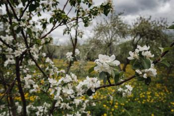 flowering apple trees among a field of dandelions. Kolomenskoye park in Moscow.