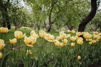 Tulips blooming in a flower bed in Kolomenskoye Park in Moscow. Bright yellow tulips on the main alley in the park