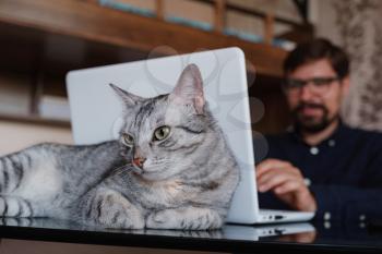 Young bearded businessman sits in home office at table and uses laptop, next sits gray cat. On table is smartphone, paper, books , cup of coffee. Working home concept during quarantine, close-up cat