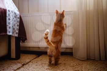 Cute ginger tabby cat in the house. cozy and important family member, friend and companion. back view