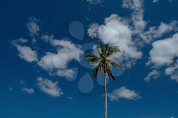 Palm trees on blue sky background, vintage look style. beautiful tropical background.