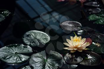 Beautiful Thai Lotus that have been appreciated with dark blue water surface, abstract nature background.