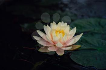 Beautiful Thai Lotus that have been appreciated with dark blue water surface, abstract nature background.