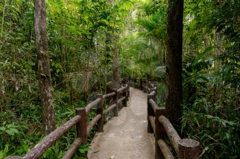 Southeast Asian tropical rainforest with path, Thailand. Jungle landscape. idea and concept of adventure, recreation from the noise of the city