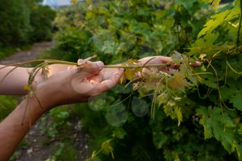 Close up of the hands of a vintner or grape farmer inspecting the grape harvest. Men's hands and vine. Young shoots of grapes with inflorescence and small ovaries of grapes. Future wine harvest