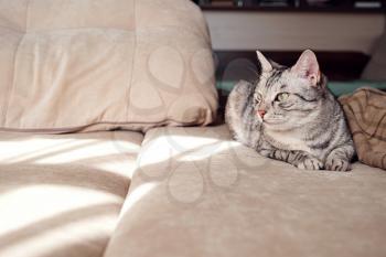 Portrait of a pretty cat is sitting on a sofa. Cosy scene, hygge concept.
