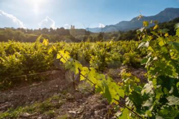 ripening green grapes, vines, winery plantations in long rows on the mountains and hills, the concept of growing crops, the stage of wine creation, natural open spaces