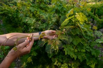 Close up of the hands of a vintner or grape farmer inspecting the grape harvest. Men's hands and vine. Young shoots of grapes with inflorescence and small ovaries of grapes. Future wine harvest