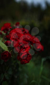 Beautiful roses in garden, roses for Valentine Day. beautiful deep dark colors, hipster or Vintage tones