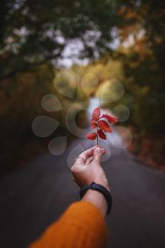 Female Hand holding a red leaf in the middle of a road in forest surrounded by the autumn trees. autumn warm background