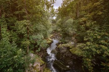 Misty River Through a green Forest in summer. Beautiful natural scenery of river , travel concept