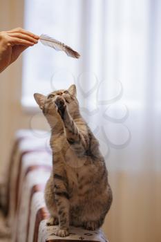 A beautiful grey cat is sitting on the sofa, playing with a feather and looking at a h ostess. Cat games. Playful and funny animal. idea and concept of what quarantine will do at home