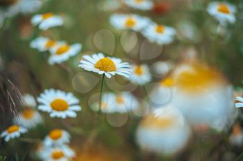 Chamomile field flowers border. Beautiful nature scene with blooming medical chamomilles in sun flare. Alternative medicine Spring Daisy. Summer flowers. Beautiful meadow. Summer background