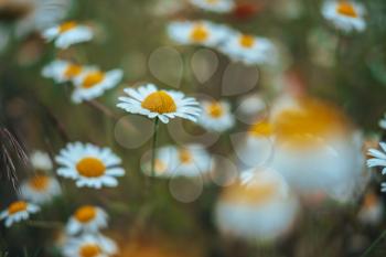 Chamomile field flowers border. Beautiful nature scene with blooming medical chamomilles in sun flare. Alternative medicine Spring Daisy. Summer flowers. Beautiful meadow. Summer background
