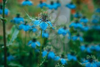 A young blue flower inside a larger bloom and with light coming in between thee flowers. Extremely shallow depth of field for dreamy feel.