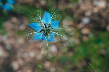 A young blue flower inside a larger bloom and with light coming in between thee flowers. Extremely shallow depth of field for dreamy feel.