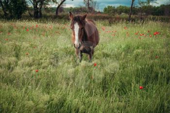 Beautiful red horse with long black mane in spring field with poppy flowers. Horse grazing on the meadow at sunrise. Horse is walking and eating green grass in the field. Beautiful background